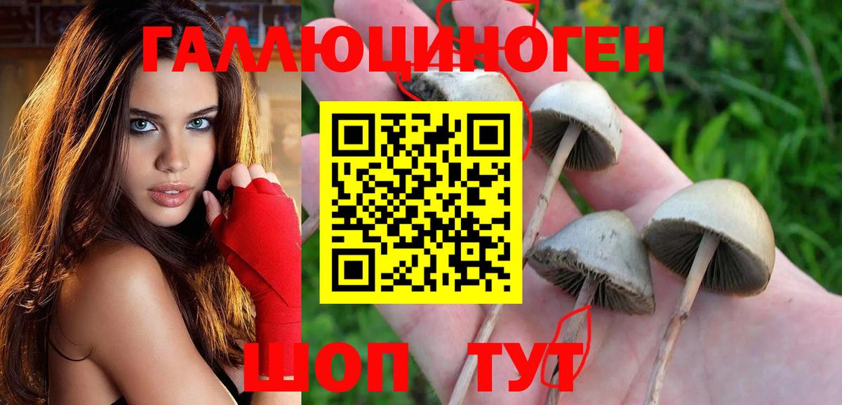 Галлюциногенные грибы Psilocybe Сердобск